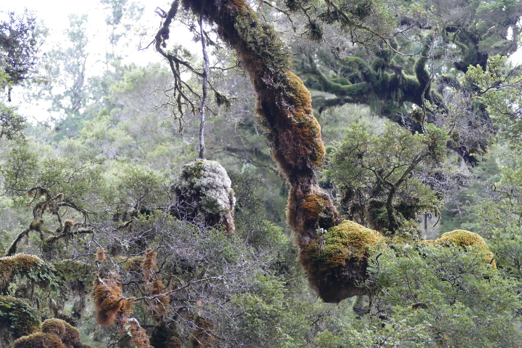 Nothofagus menziesii Karamea.nz